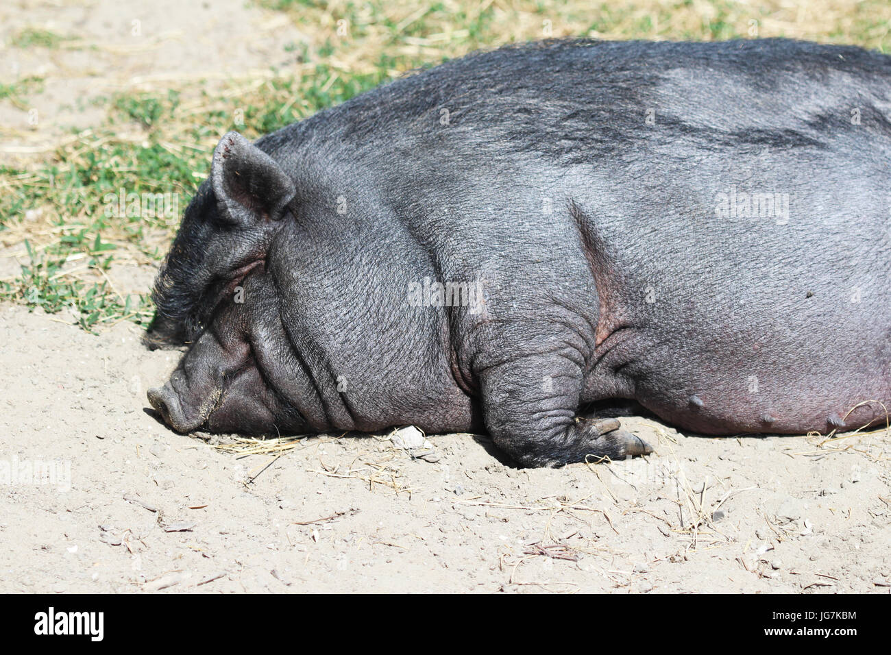 Pot-bellied pig (Sus scrofa domesticus) Stock Photo