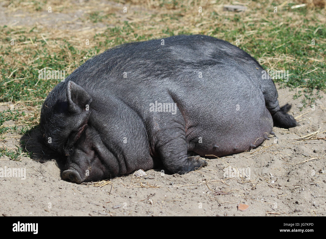 Pot-bellied pig (Sus scrofa domesticus) Stock Photo