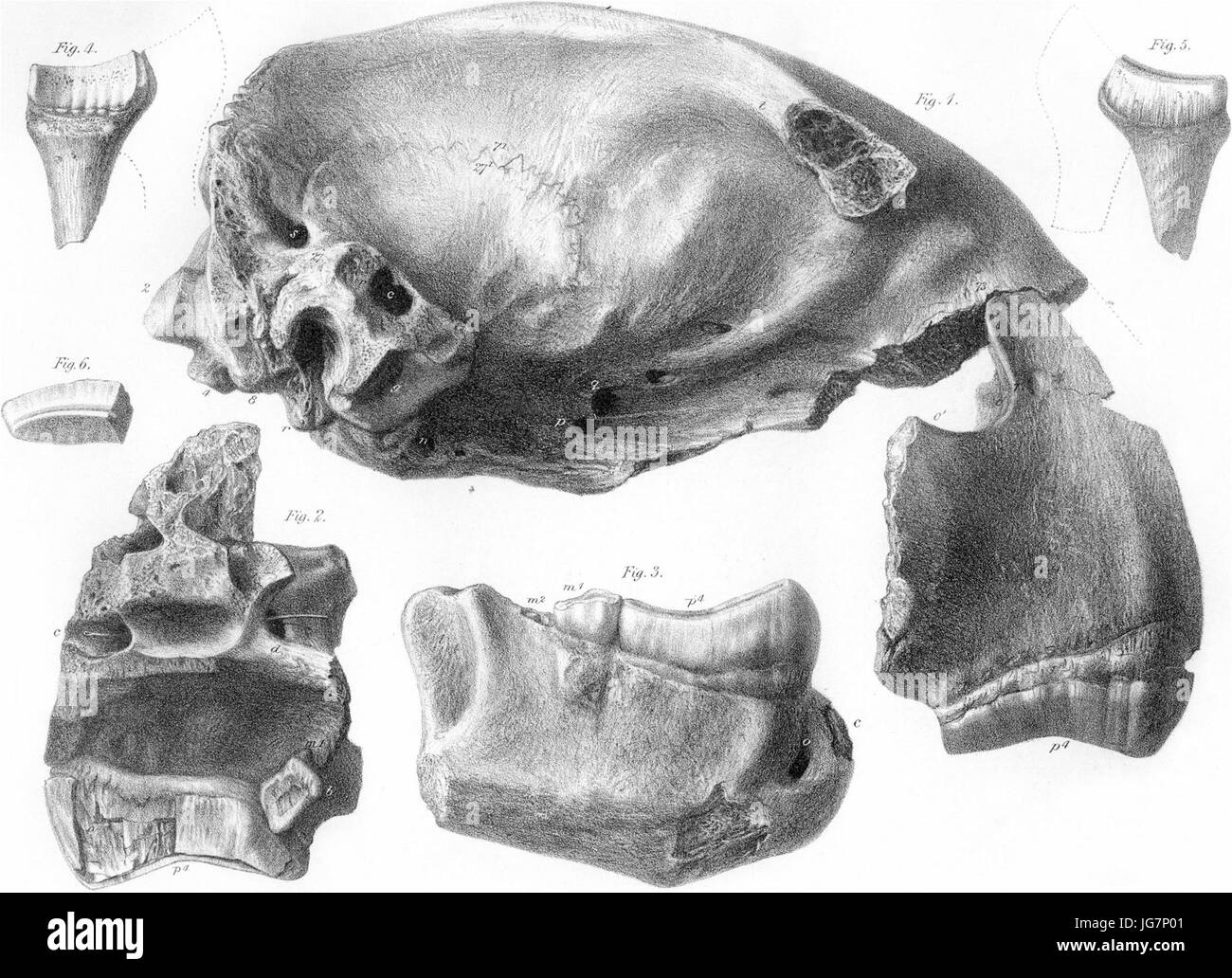 Extinct mammal skull hi-res stock photography and images - Alamy