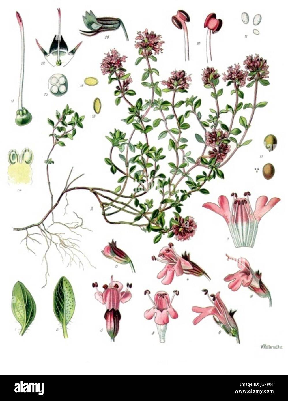 Thymus serpyllum - Köhler-s Medizinal-Pflanzen-138 Stock Photo