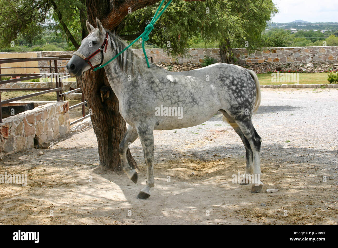 Aztec horse in Mexico Stock Photo