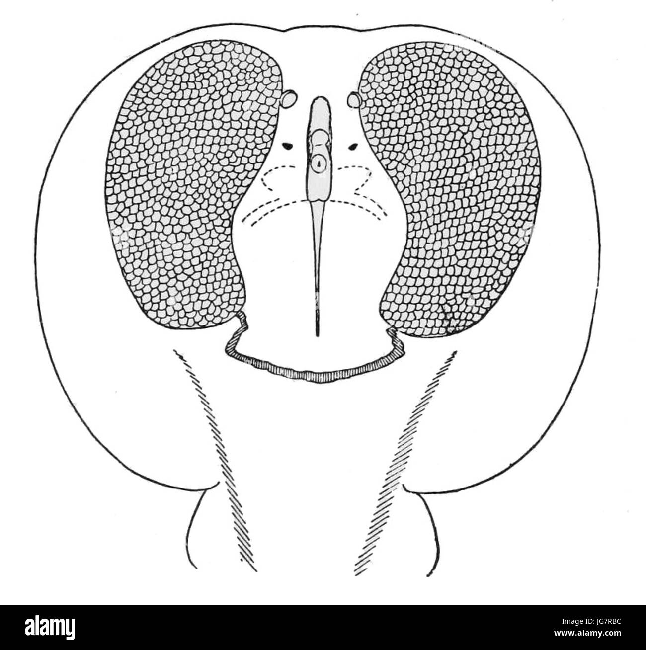 Torpedo electric organs Stock Photo Alamy