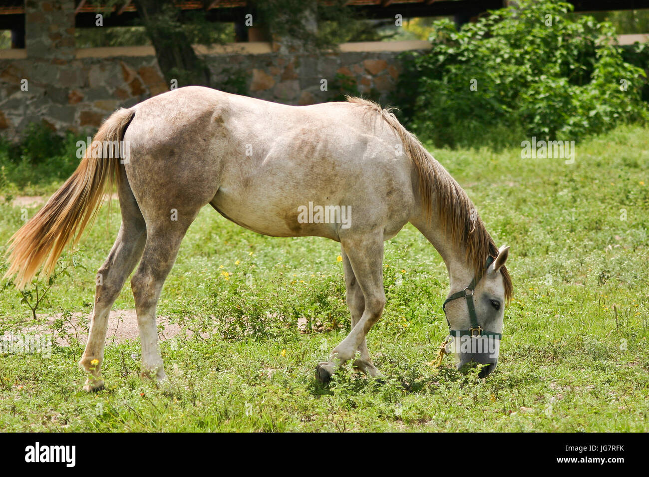 august 2006,  grazing horse Stock Photo