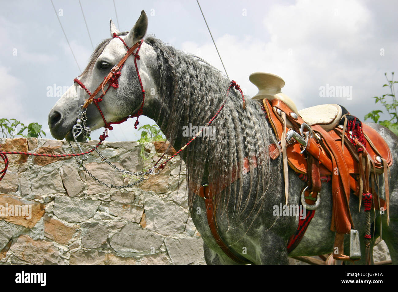 Azteca horse with saddle in Mexico Stock Photo