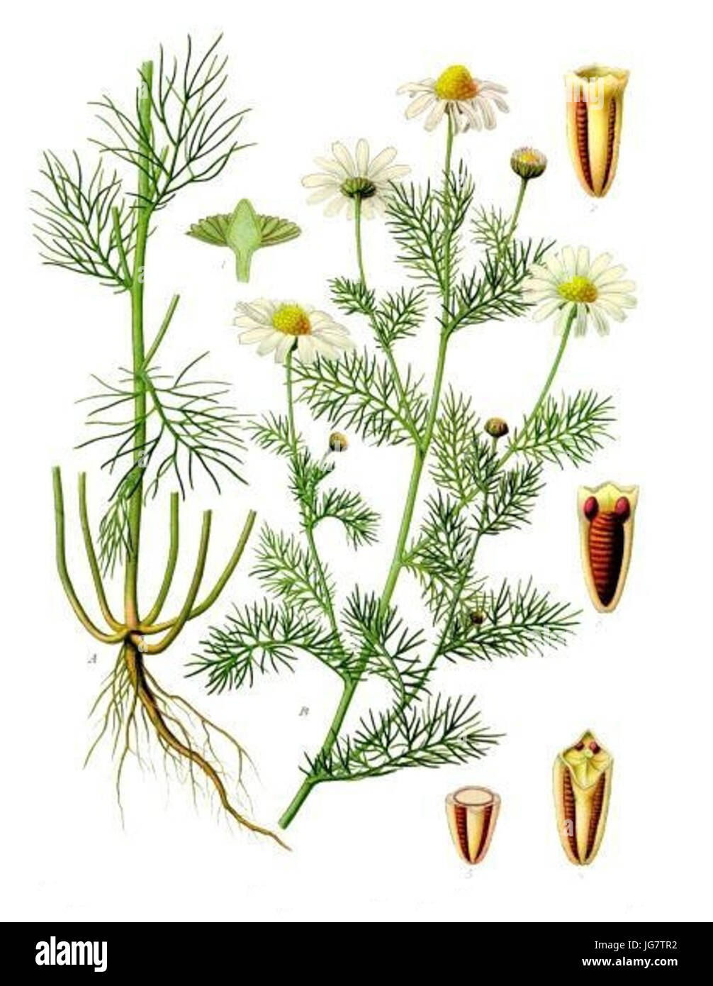 Tripleurospermum inodorum - Köhler-s Medizinal-Pflanzen-178 Stock Photo