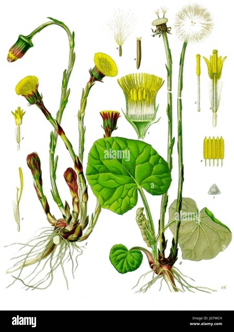 Tussilago farfara - Köhler-s Medizinal-Pflanzen-142 Stock Photo