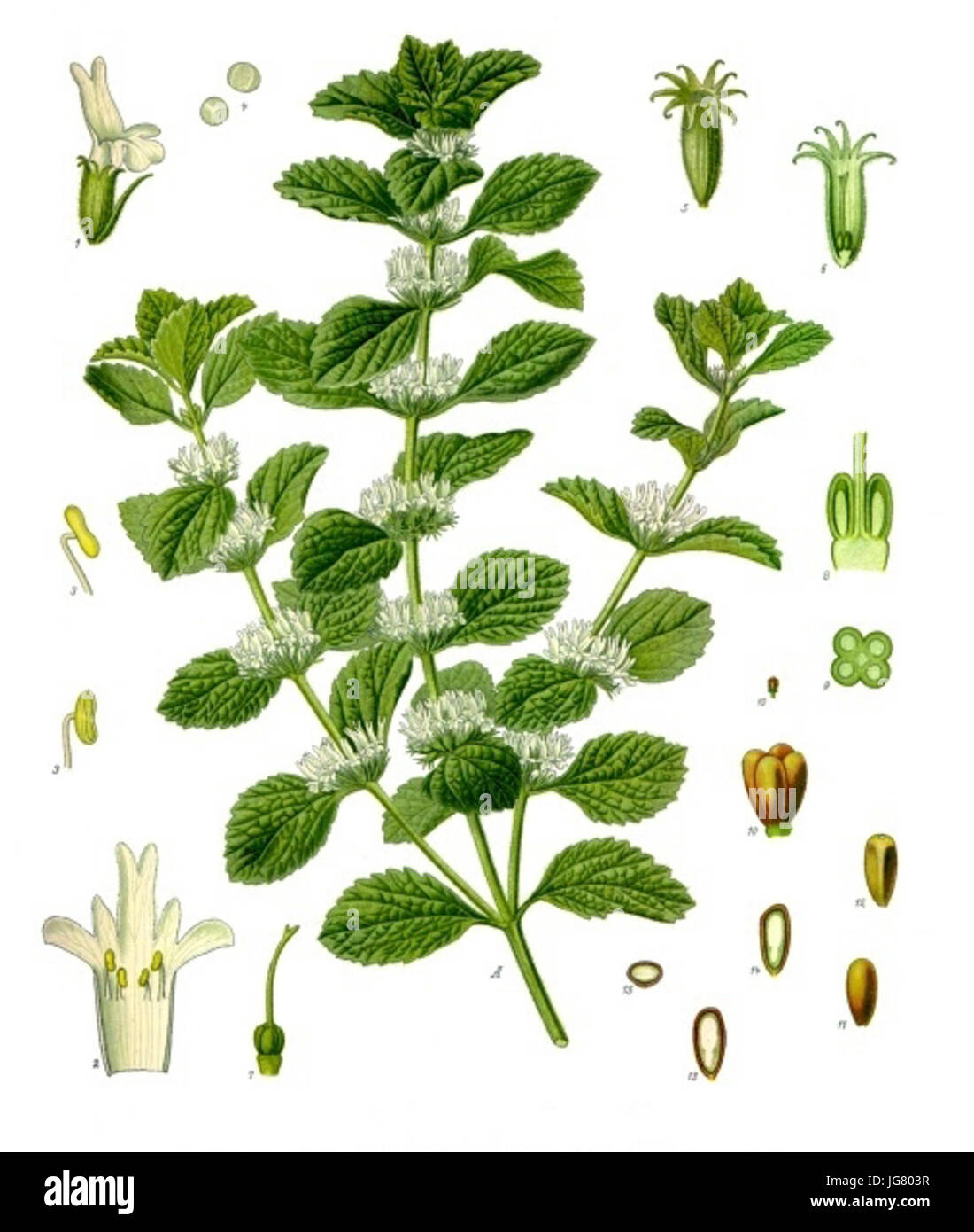 Marrubium vulgare - Köhler-s Medizinal-Pflanzen- 4 Stock Photo