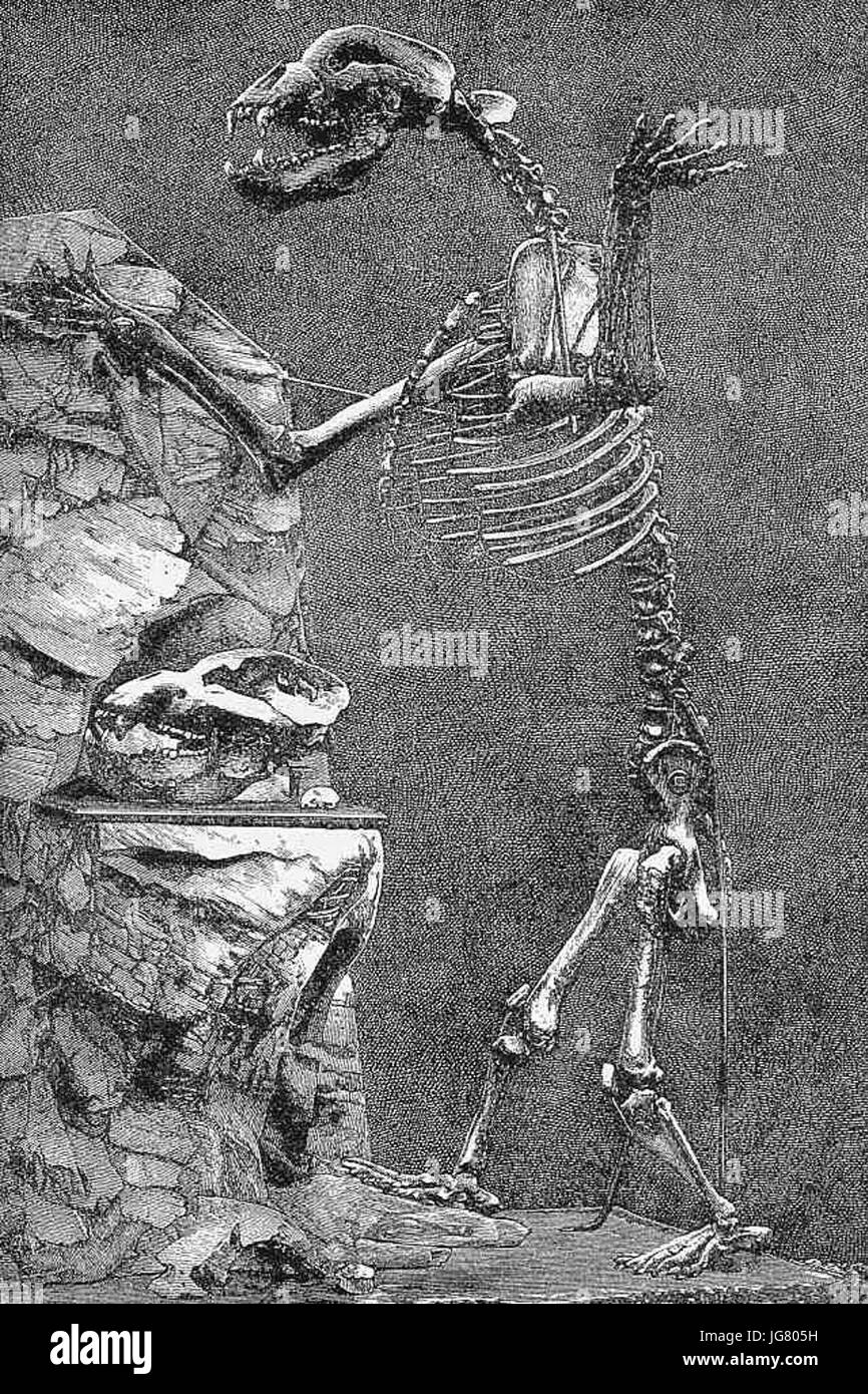 Ursus-spelaeus Höhlenbär Stock Photo