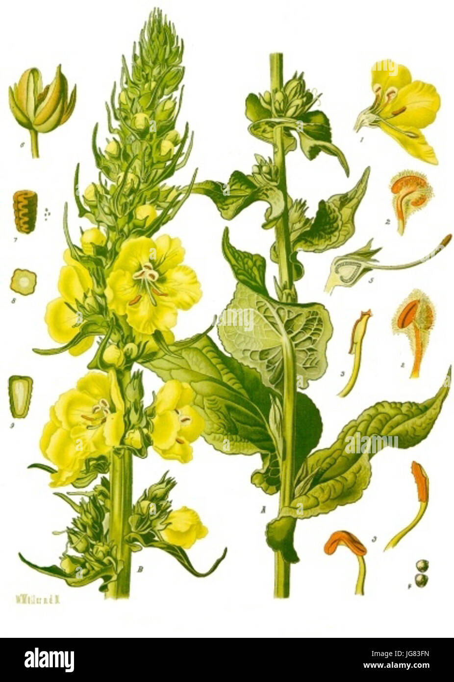 Verbascum phlomoides - Köhler-s Medizinal-Pflanzen-144 Stock Photo