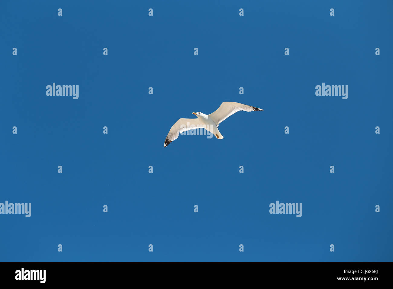 Beautiful white Seagull flying in the blue sky Stock Photo - Alamy