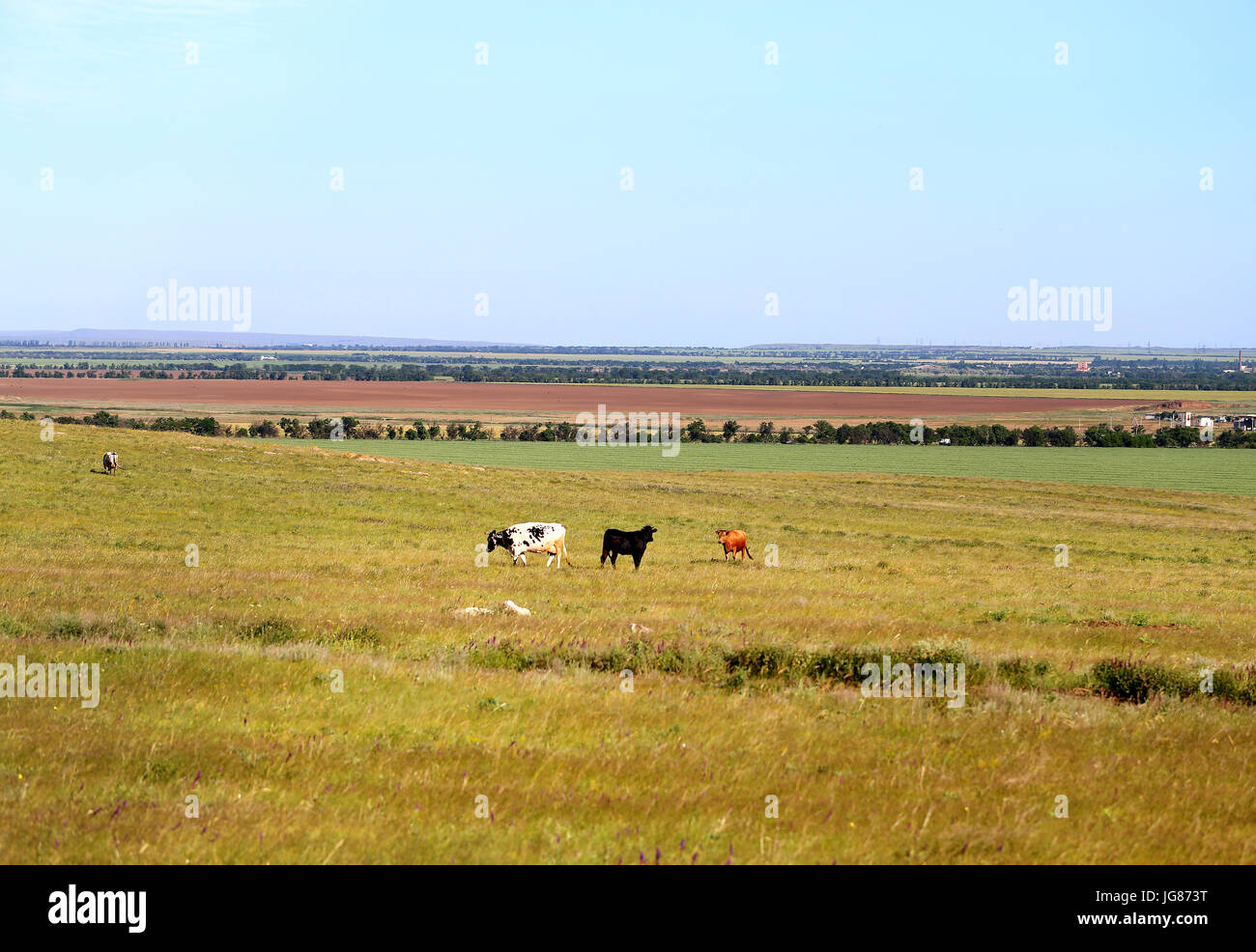 Cows grazing in a beautiful field on a background of blue sky Stock ...