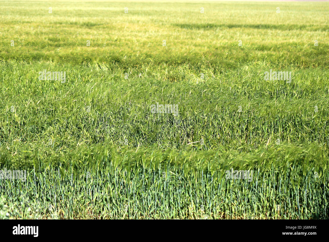 A beautiful green lawn photographed in close-up Stock Photo - Alamy