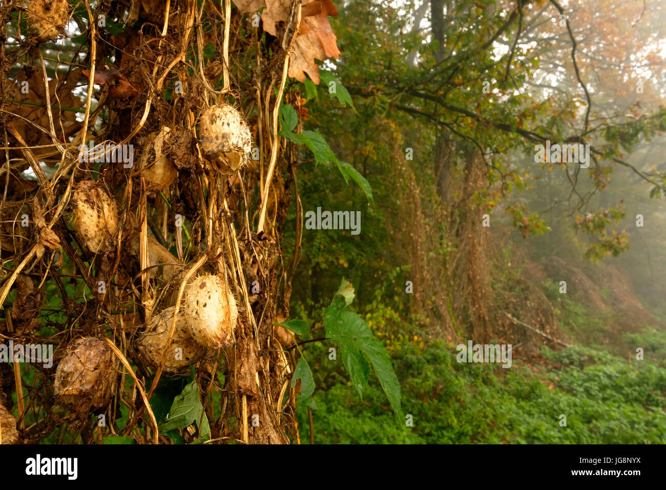 The Oak Forest In Autumn Of Crna Mlaka Stock Photo Alamy