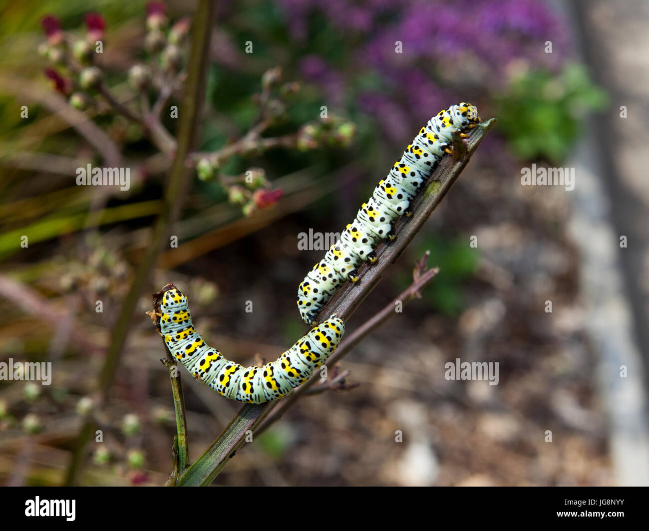 colorful mullein moth caterpillars on figwort plants in a summer garden Stock Photo
