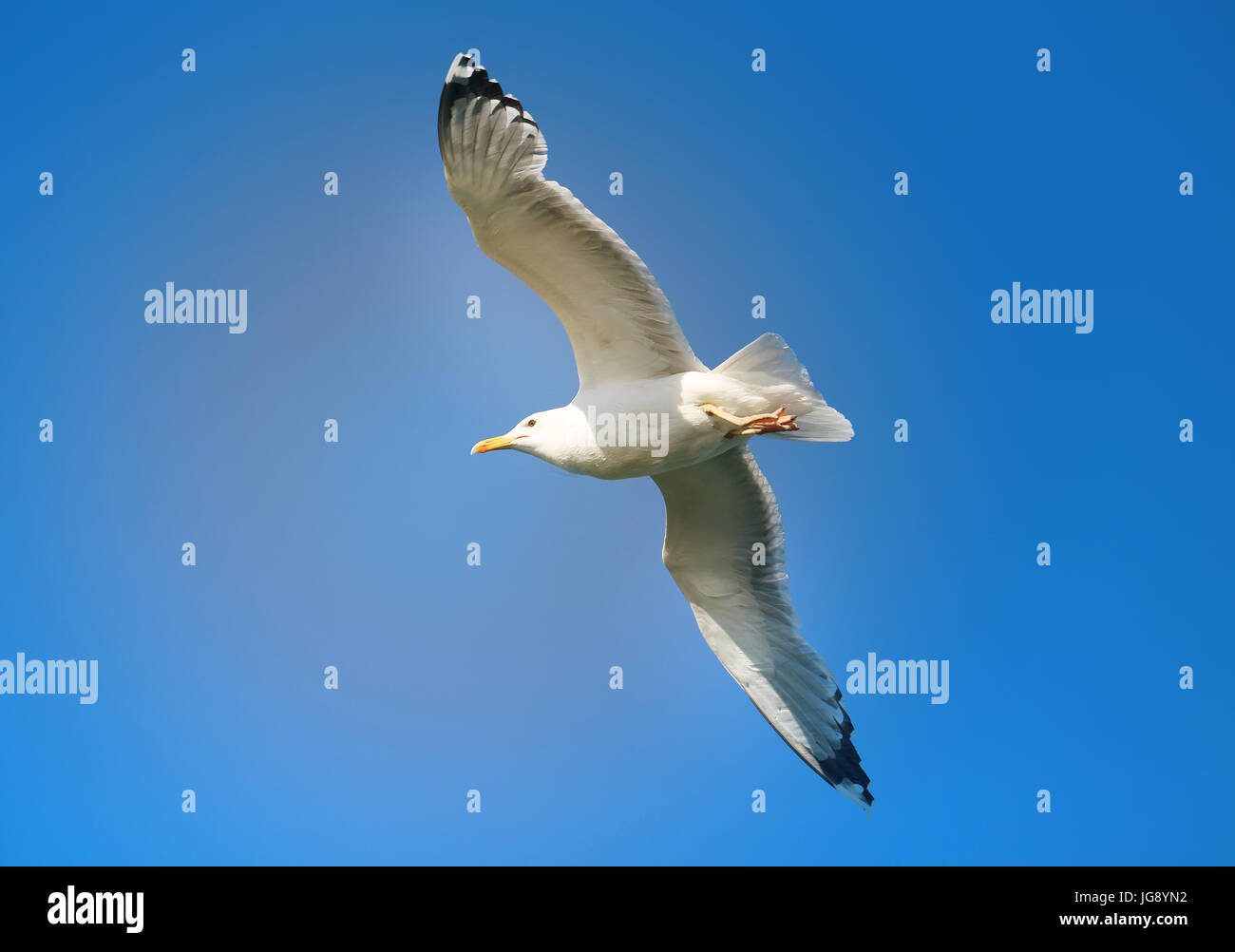 Beautiful white Seagull flying in the blue sky Stock Photo - Alamy