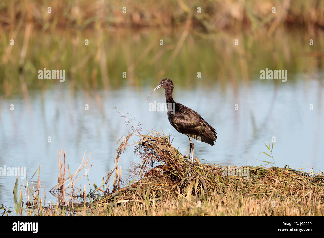 A glossy ibis stands on a small island in a lake in Norfolk England UK Stock Photo