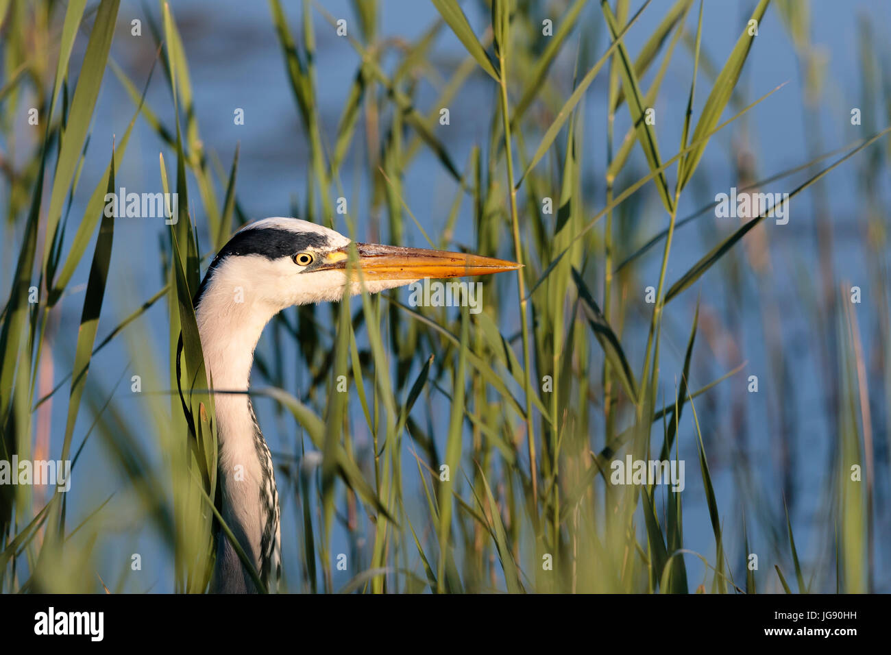 a grey heron  (Andrea cinerea) stalking prey in a fresh water lake in Norfolk England UK Stock Photo