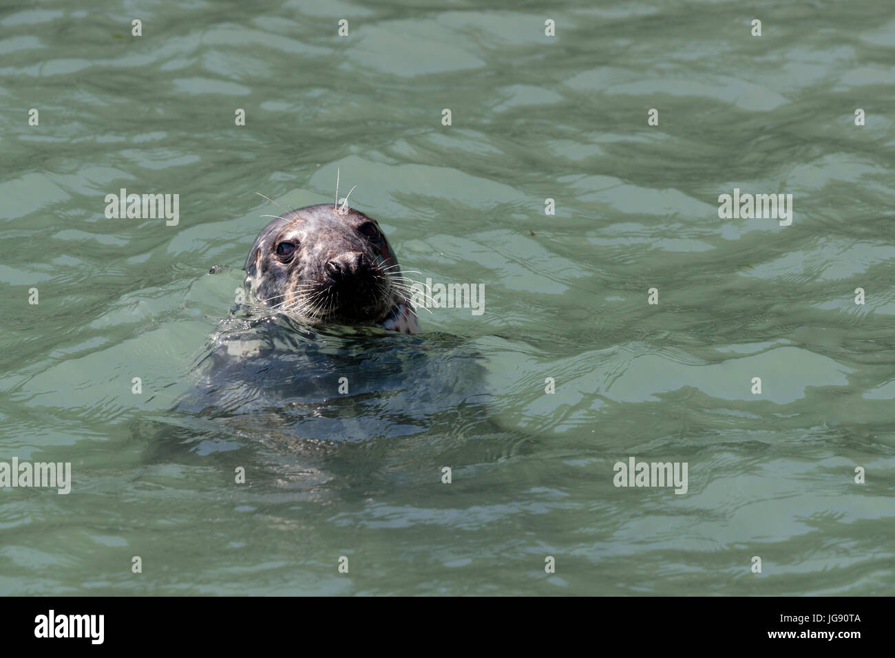 aswim;swimming grey seal (Halichoerus grypus) swims in the harbour at Skokholm Island Pembrokeshire Wales UK Stock Photo