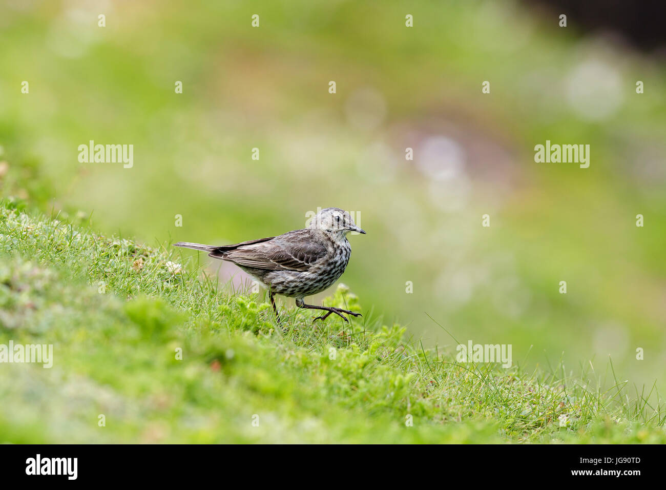 A rock pipit (Anthus spinoletta) walks on a grassy slope on the cliffs of Skokholm Island Pembrokeshire Wales UK Stock Photo
