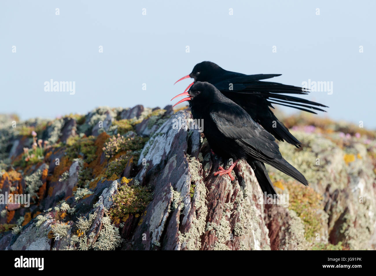 a pair of choughs singing on Skokholm Island Penbrokeshire Wales Stock Photo
