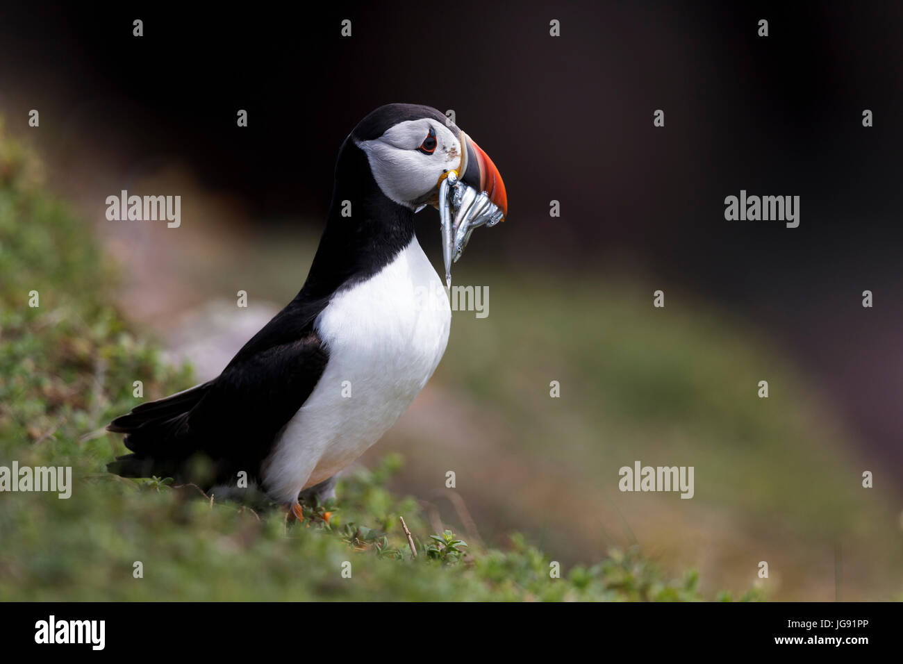 a puffin stands on a cliff edge with sandeels in its beak Skokholm Island Pembrokeshire Wales UK Stock Photo