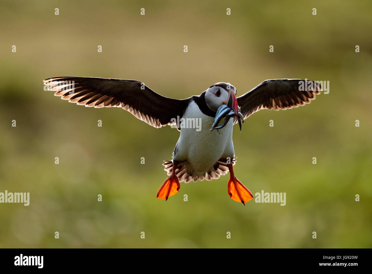 a puffin (Fratercula actica) in flight carrying sandeels; Skokholm Island Pembrokeshire Wales UK Stock Photo