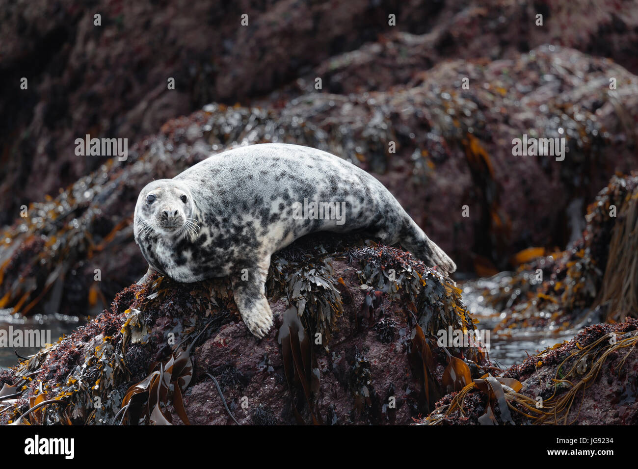 a grey seal (Halichoerus grypus) sits on a rock in the harbour at Skokholm Island Pembrokeshire Wales UK Stock Photo