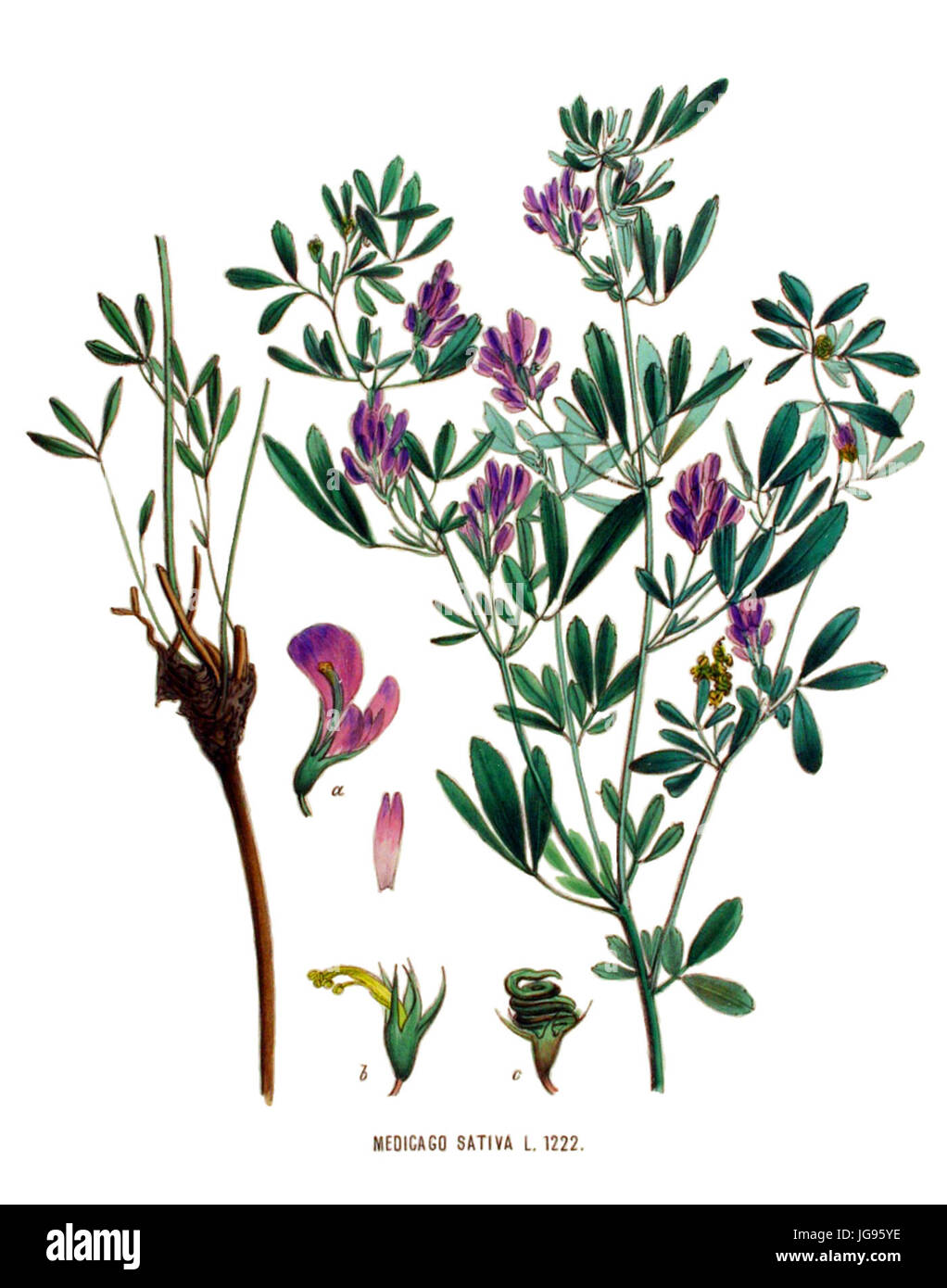 Medicago sativa Flora Batava (1881) (clean) Stock Photo