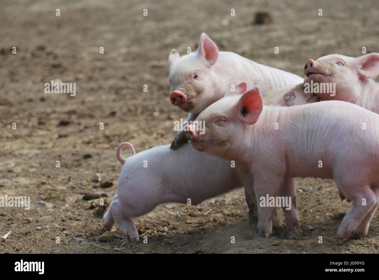 Piglets playing on a farm in Hampshire Stock Photo