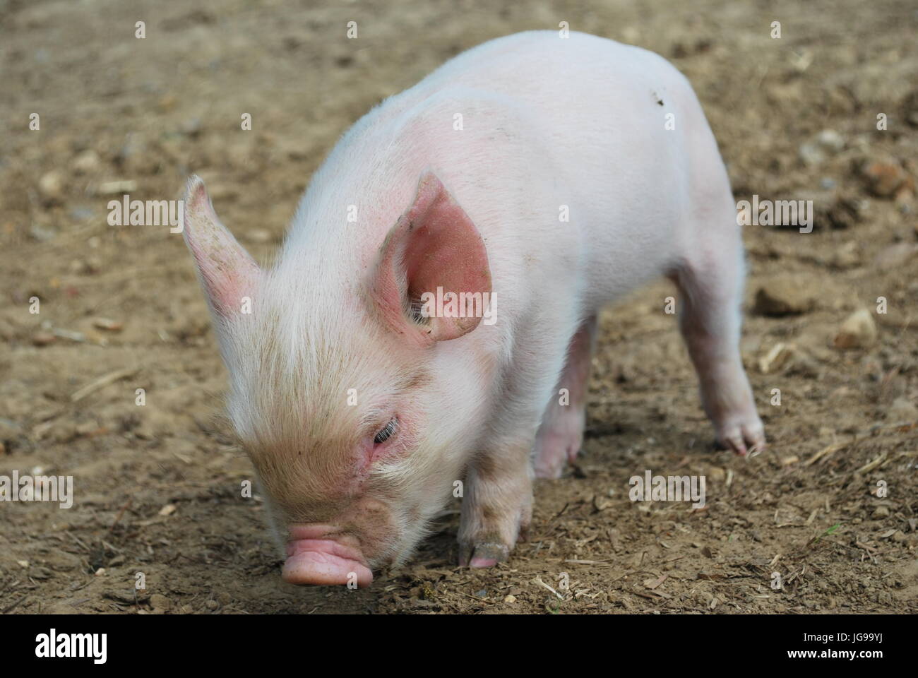 Piglet in Longdown Dairy Farm Park, New Forest Stock Photo