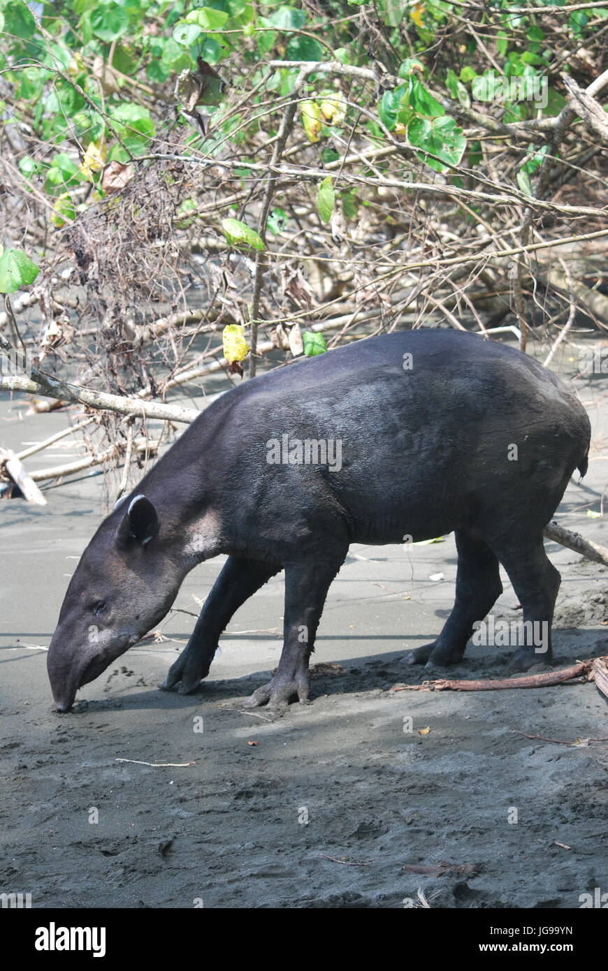 Baird's tapir foraging on a beach in the Corcovado National Park,Costa Rica Stock Photo