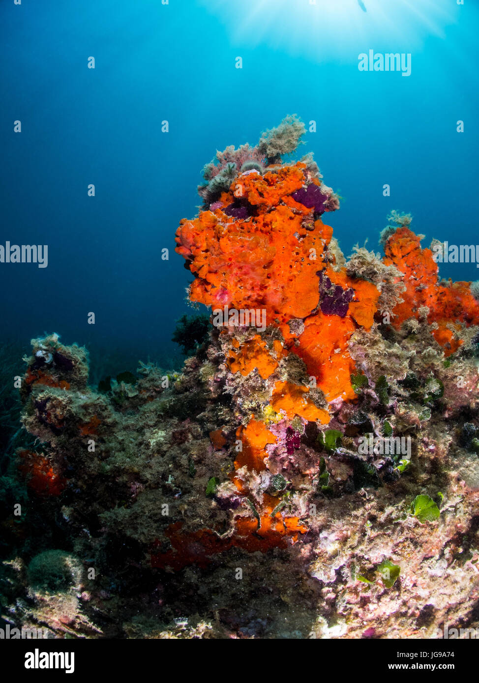 reef with sponges  in Illa Mateua, L'escala, Costa Brava, Catalonia, Spain Stock Photo