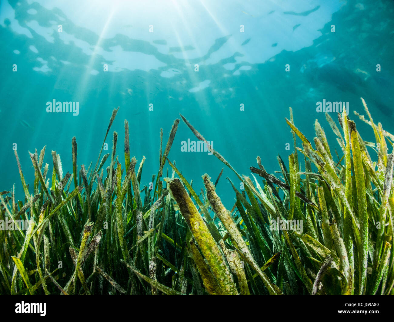 Neptune grass (Posidonia oceanica) and sunbeams, in Illa Mateua, L'escala, Costa Brava, Catalonia, Spain Stock Photo
