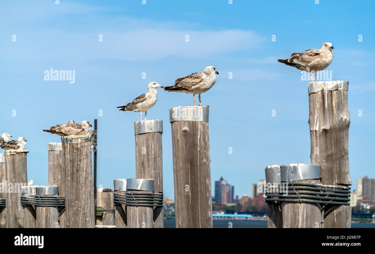 Seagulls at the Old Ferry Dock on Liberty Island near New York City Stock Photo