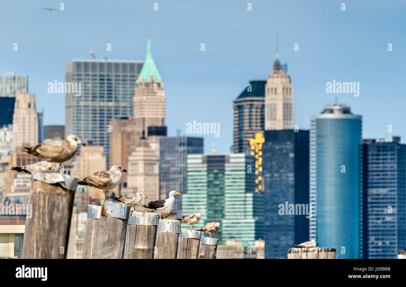 Seagulls at the Old Ferry Dock on Liberty Island near New York City Stock Photo