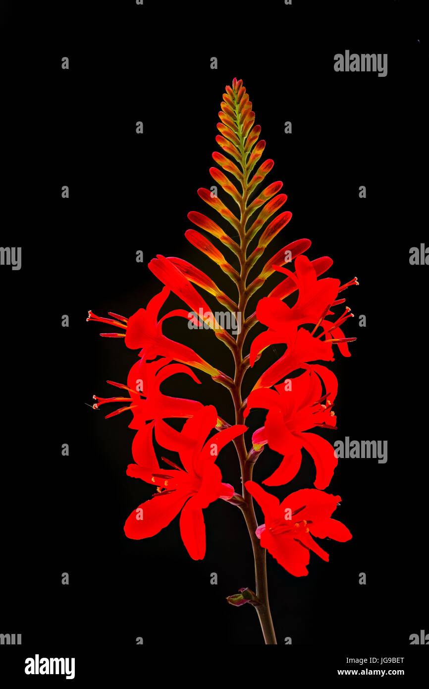 Red flower, crocosmia lucifer, aka coppertips or falling stars. Stock Photo