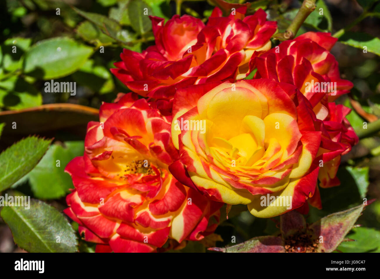 Red & Yellow Roses Stock Photo