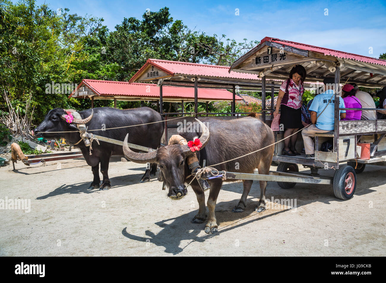 Tourists recieve rides on water buffalo carts in the village street on