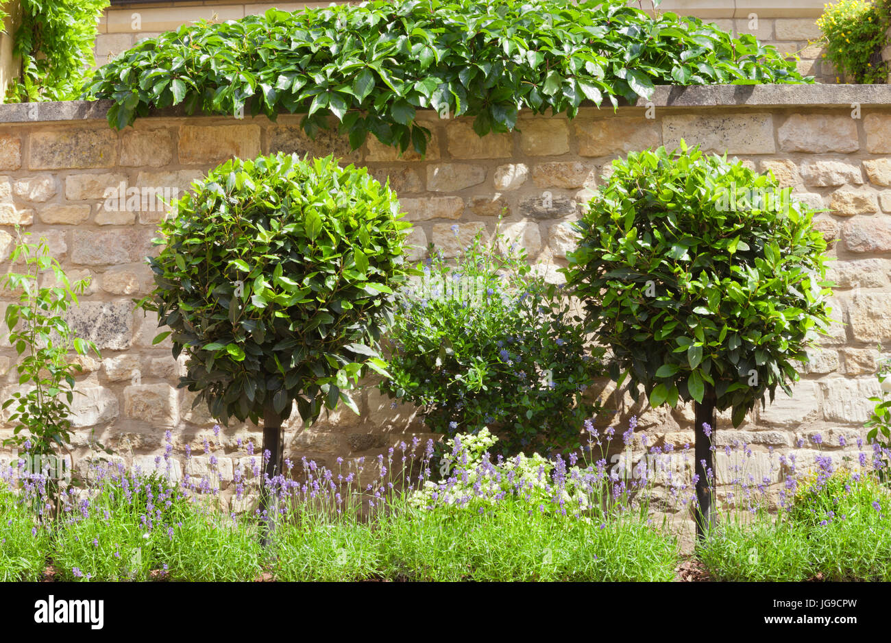 Bay Laurel topiary trees in a purple lavender stone wall garden, on a