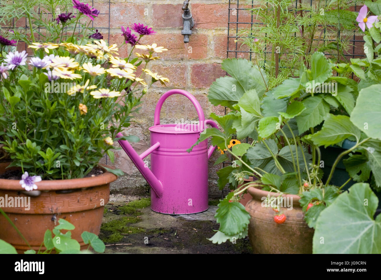 Watering the pots in Summer. Stock Photo