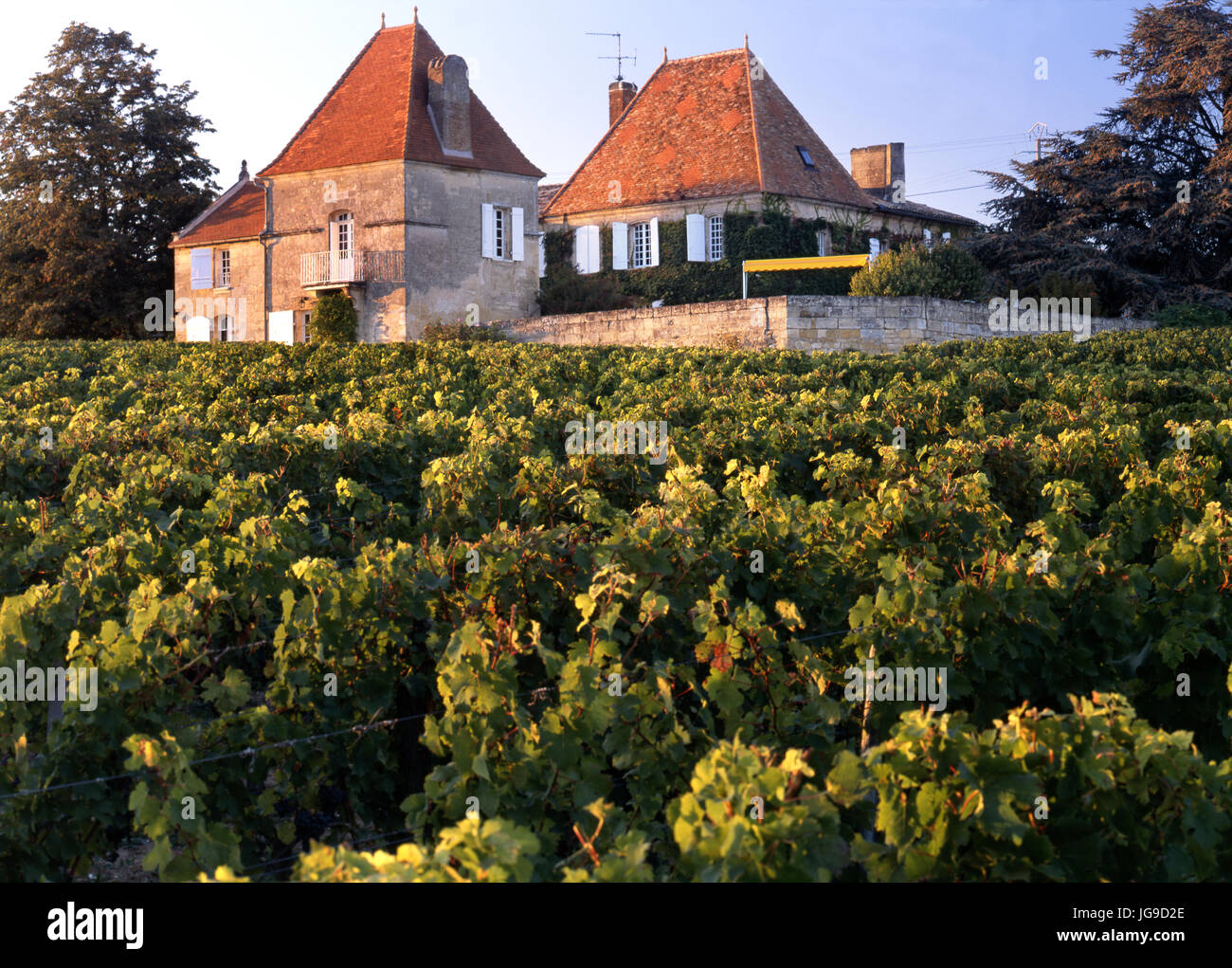 Chateau Belair-Monange vineyard and house of Chateau Belair-Monange at sunset, St-Émilion, Gironde, Bordeaux France Stock Photo