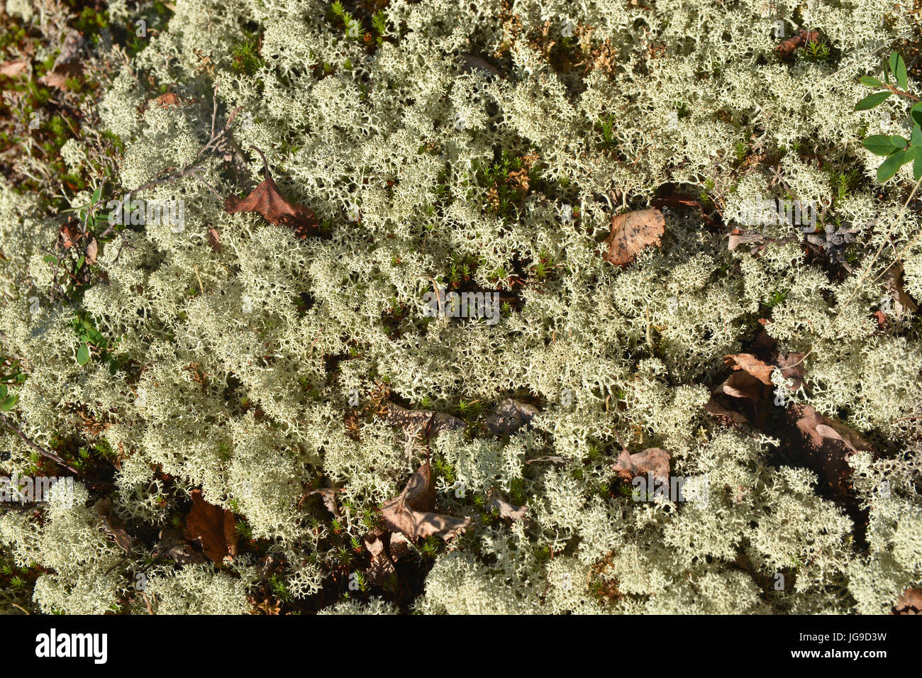Background lichen. Reindeer moss in the tundra under the sun. Stock Photo