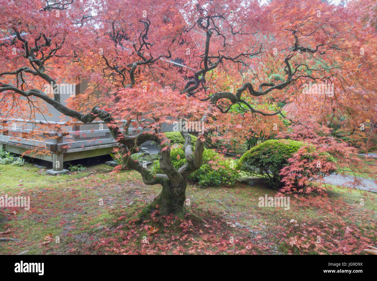 Portland Oregon Oct 26, 2013, Autumn time in the Japanese Gardens Stock Photo