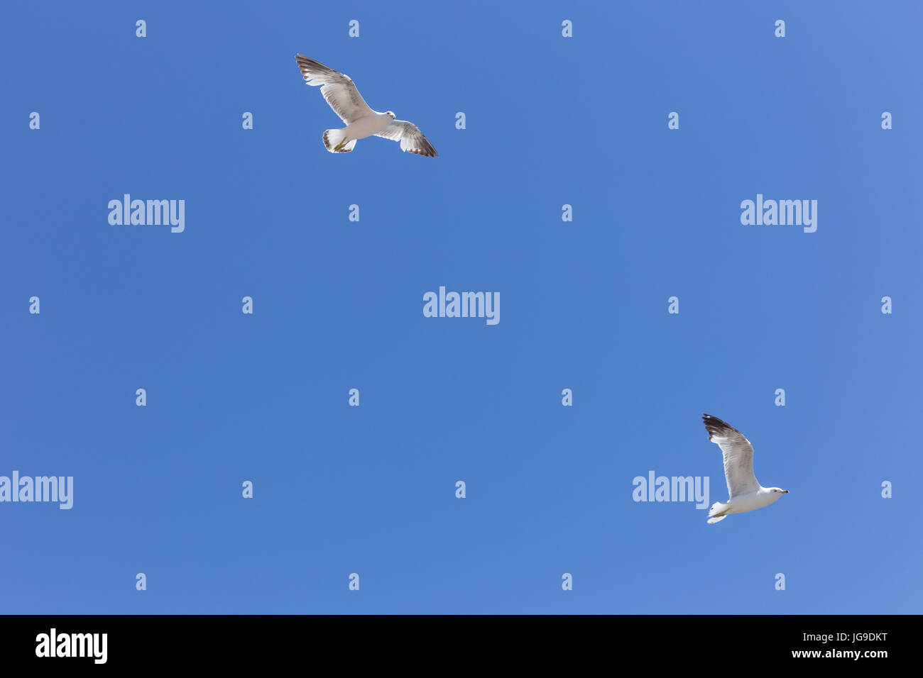New England seagulls Stock Photo Alamy