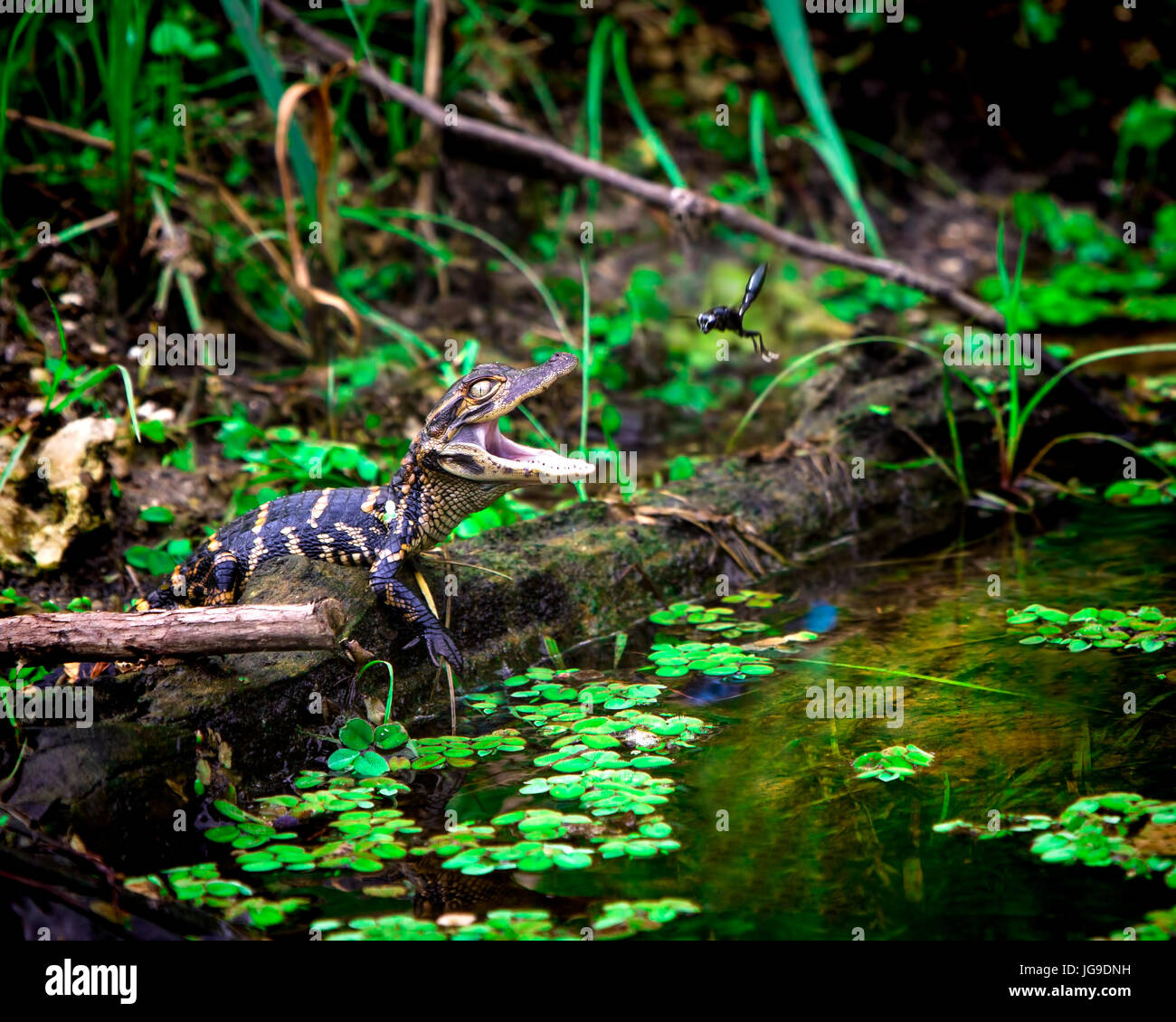 A slightly annoyed baby alligator snaps at mud wasps flying around it's head. Photographed in the Florida Everglades. Stock Photo
