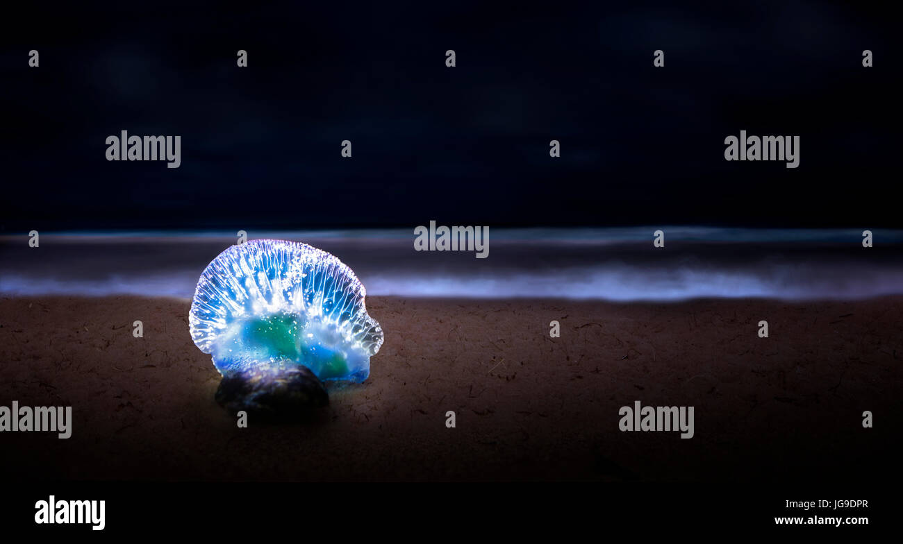 A Man O' War glows on Fort Lauderdale Beach. The Man O' War is actually a colony of organisms working together. Stock Photo
