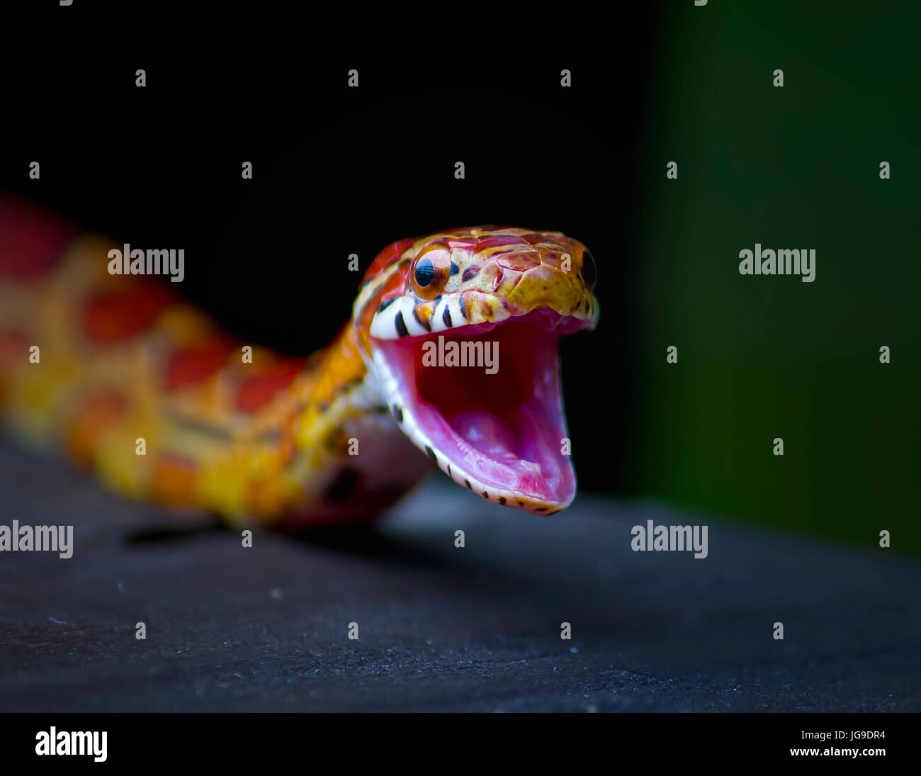 A small Red Rat Snake opens it's mouth wide in the Florida Everglades in this close up. Rat snakes are non venomous snakes. Stock Photo