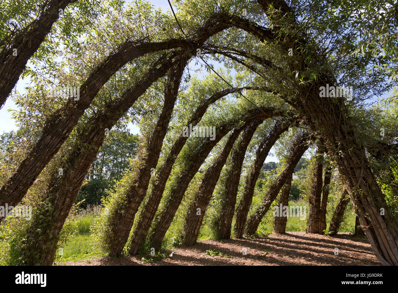 willow symphony, Boizenburg, Mecklenburg-West Pomerania, Germany Stock Photo