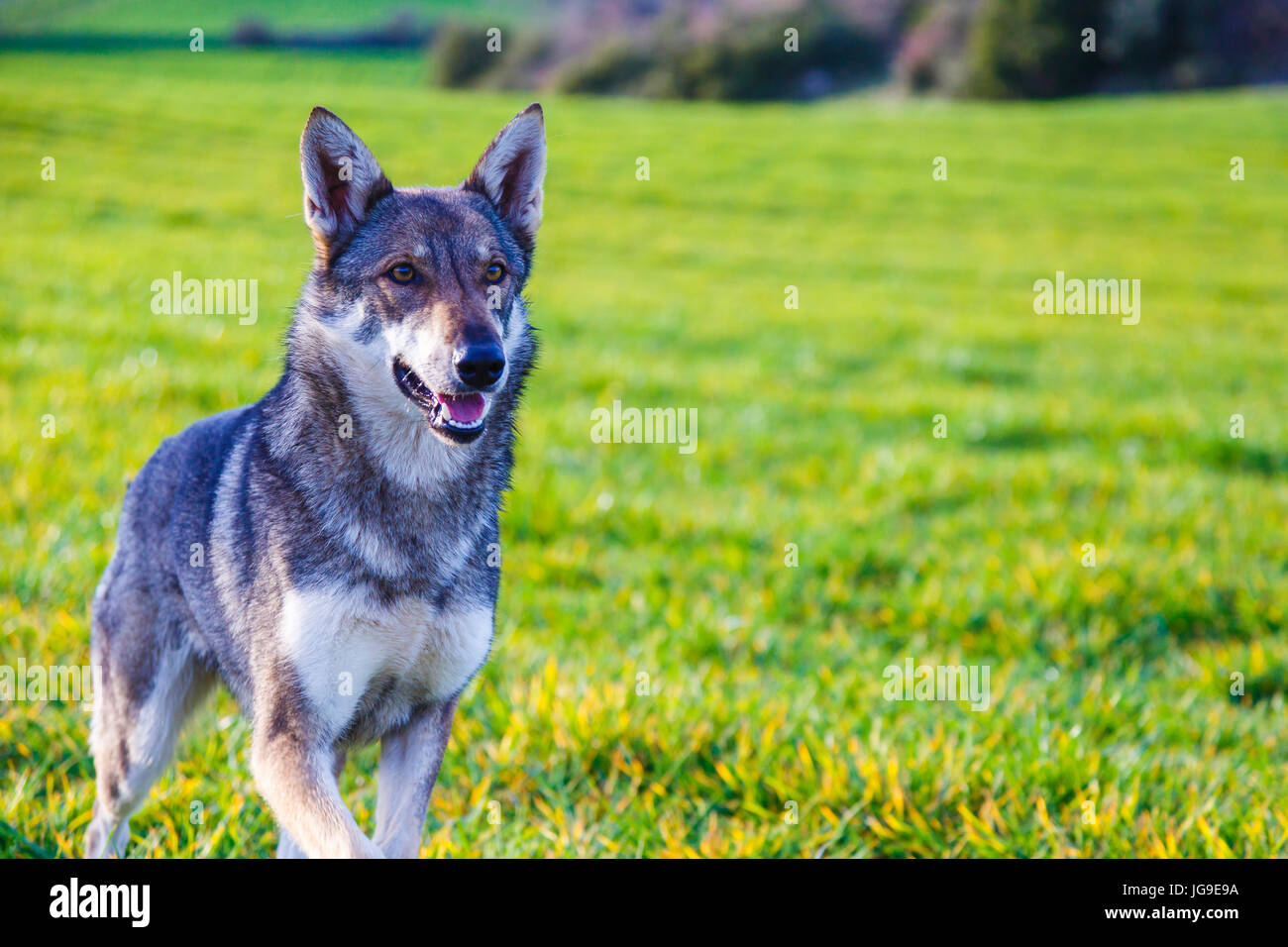 Domesticated wolf hi-res stock photography and images - Alamy