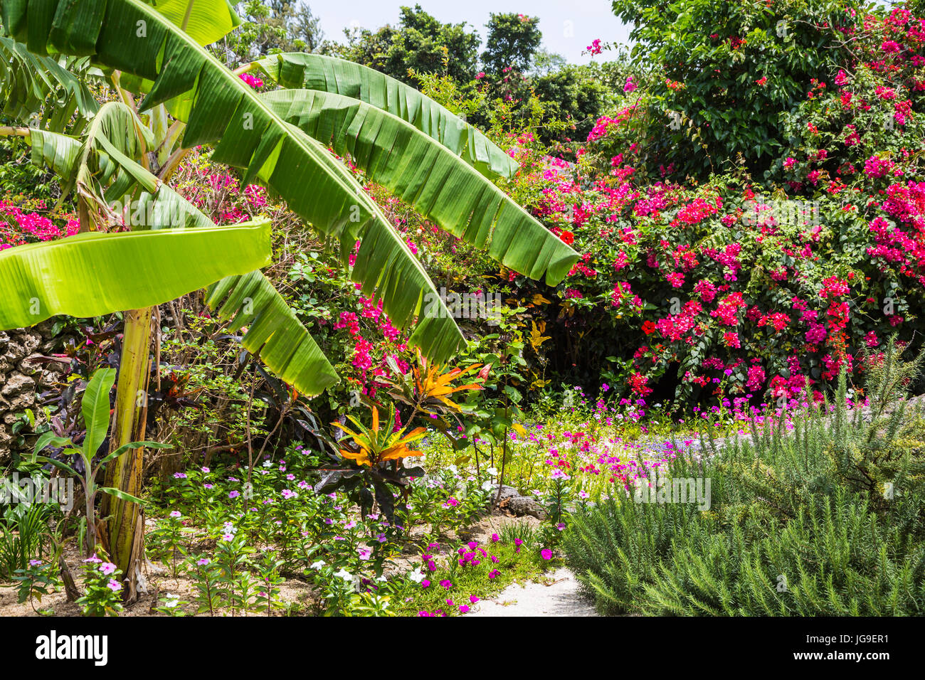 Subtropical vegetation on Taketomi Island, Okinawa Prefecture, Japan. Stock Photo